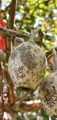 Corymbia ficifolia