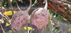 Corymbia ficifolia