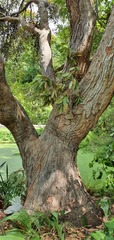 Corymbia ficifolia