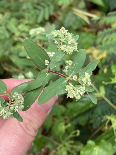 Euphorbia lasiocarpa, photograph 3