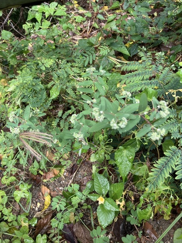 Euphorbia lasiocarpa, photograph 4