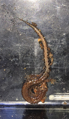 Plethodon dorsalis