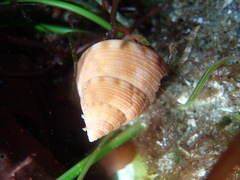 Calliostoma gloriosum