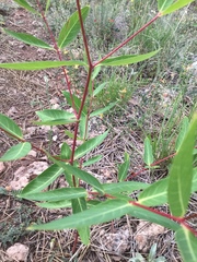 Apocynum