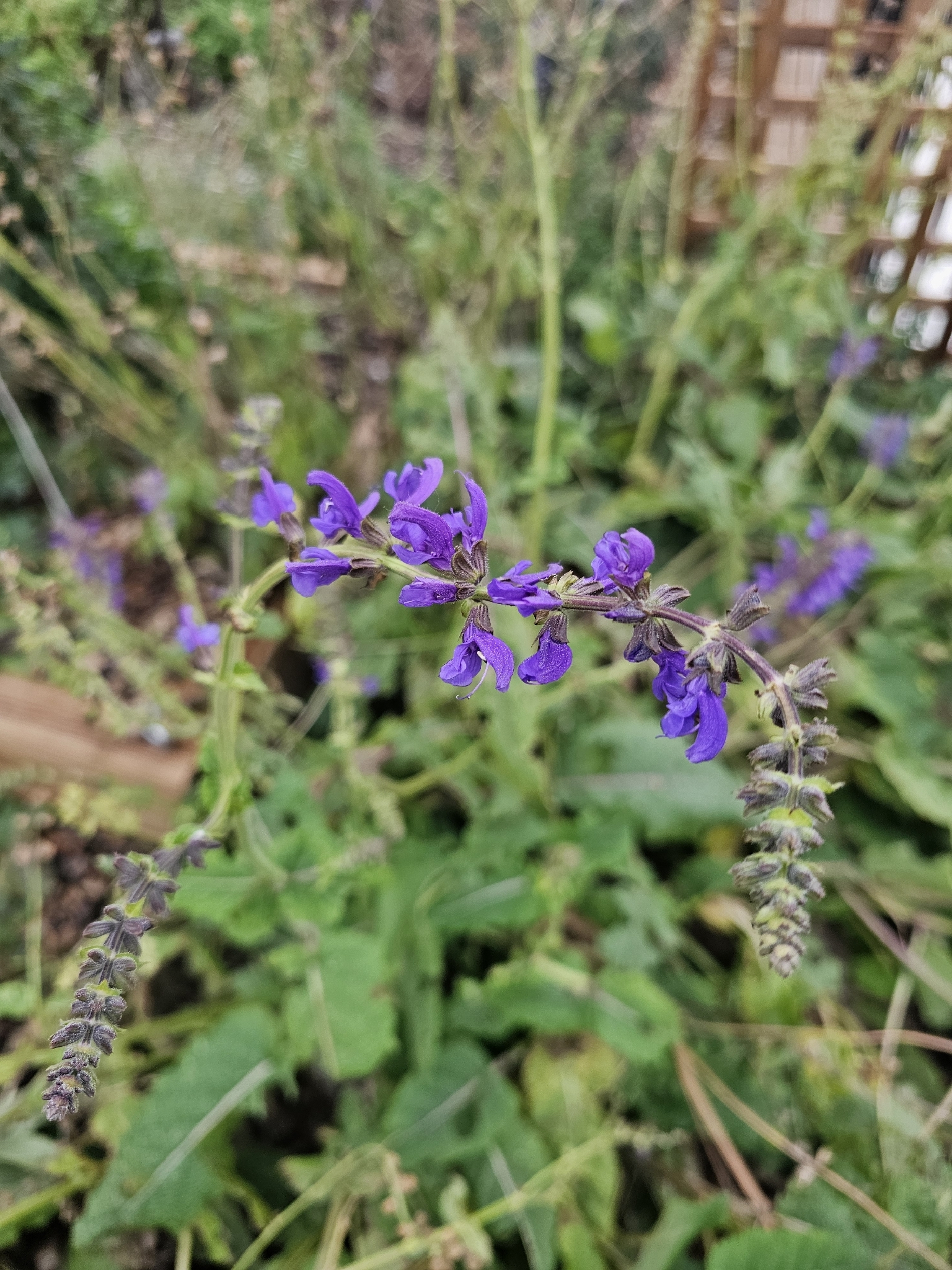Šalvěj luční Twilight Serenade — foto