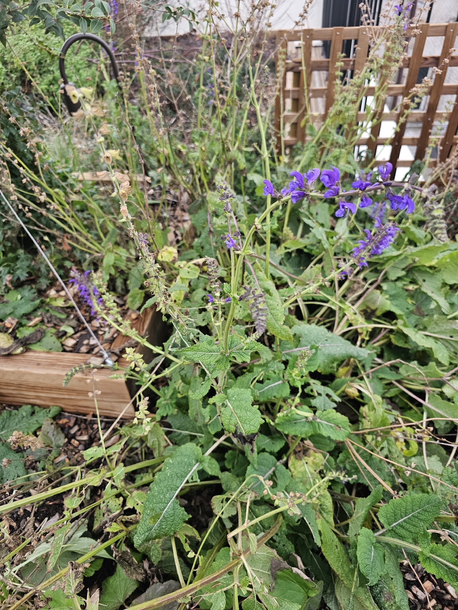 Šalvěj luční Rose Rhapsody — foto