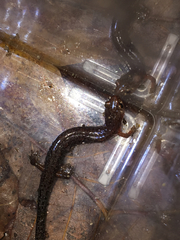 Plethodon dorsalis