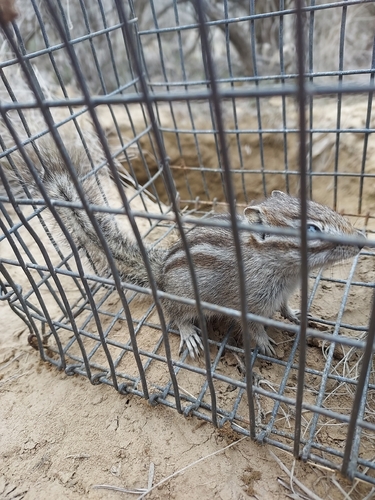 Coulee Chipmunk observed by pavelca