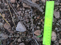 Odocoileus virginianus carminis