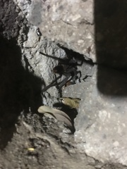 Aphonopelma crinirufum