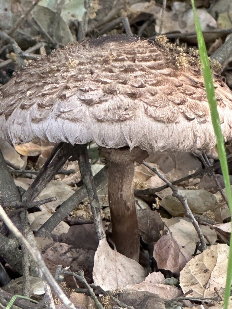 Chlorophyllum olivieri · January 2026 · photo: © irinamitine (iNaturalist, cc-by)