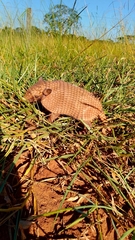 Euphractus sexcinctus