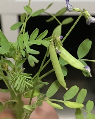 Astragalus leptocarpus