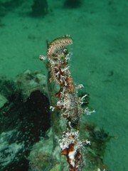 Hermodice carunculata