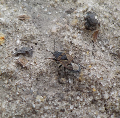 Trapezonotus arenarius