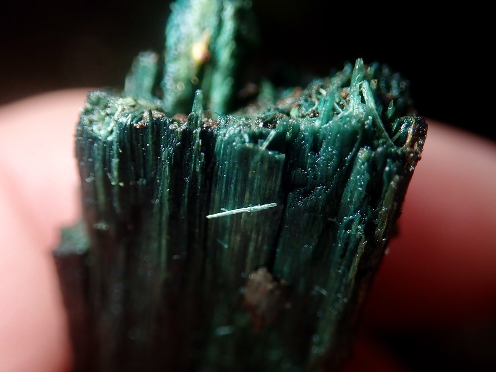 Chlorociboriaceae