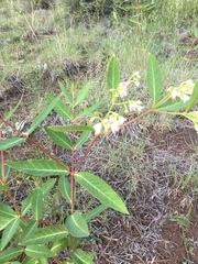 Apocynum