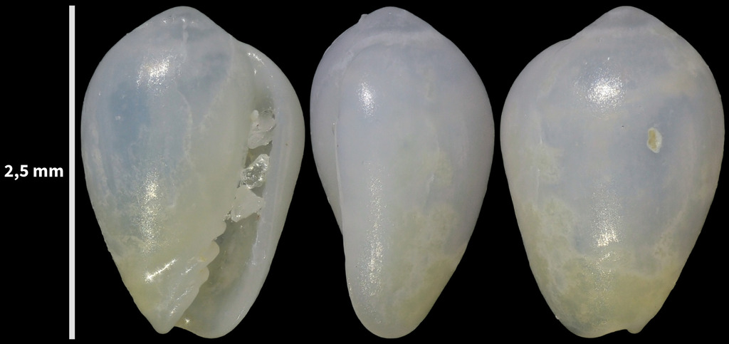 Gibberula philippii