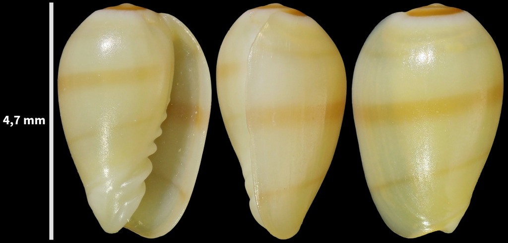 millet topsnail
