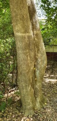 Vitex lucens