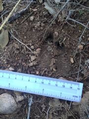 Odocoileus virginianus carminis