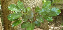 Vitex lucens