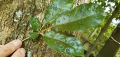 Vitex lucens
