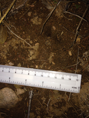 Odocoileus virginianus carminis