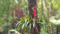 Vriesea