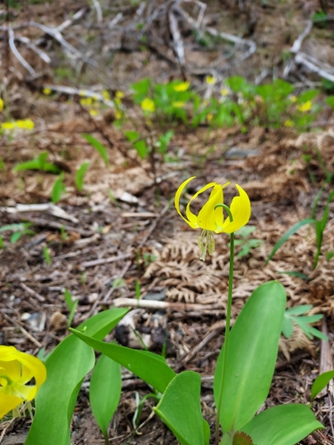 Chiwaukum Creek Trail