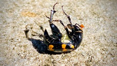 Nicrophorus carolina