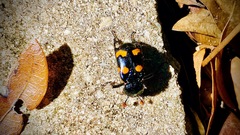 Nicrophorus carolina