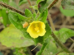 Malachra alceifolia