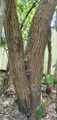 Styphnolobium japonicum
