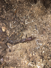 Plethodon dorsalis
