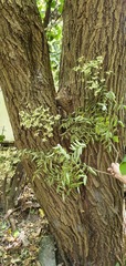 Styphnolobium japonicum