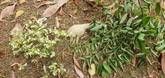 Styphnolobium japonicum