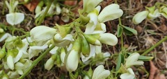 Styphnolobium japonicum