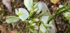 Styphnolobium japonicum