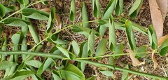 Styphnolobium japonicum