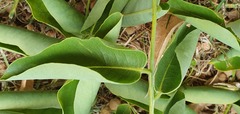 Styphnolobium japonicum