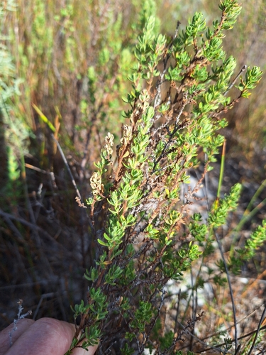 Hairy Caperose (Cliffortia polygonifolia)