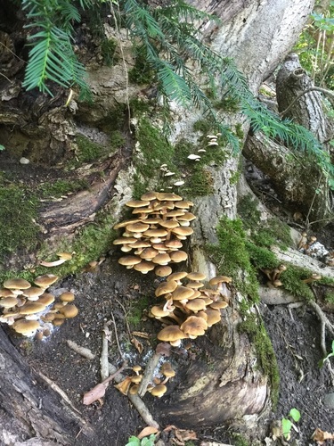 Honiggelber Hallimasch