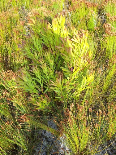 Oilbract Conebush (Leucadendron microcephalum)