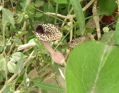 Aristolochia taliscana