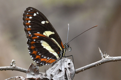 Heliconius atthis