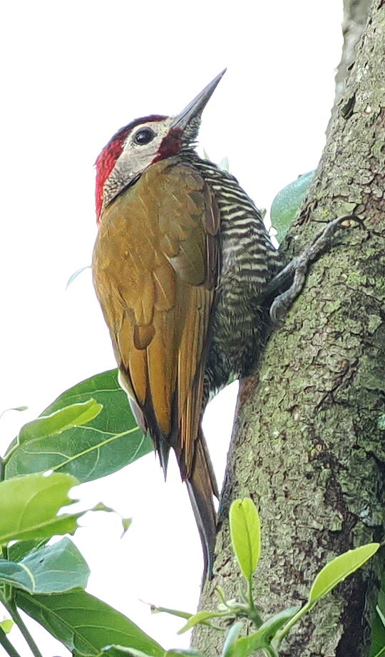 Golden-olive Woodpecker (Colaptes rubiginosus), photo 4