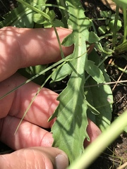 Erigeron primulifolius