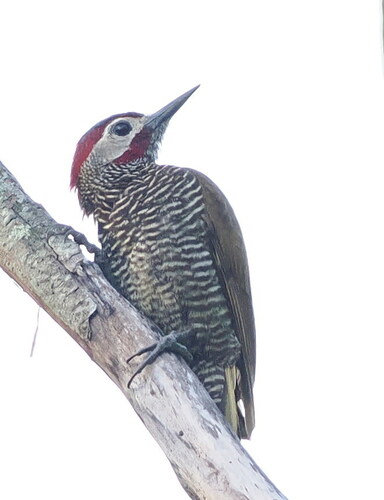 Golden-olive Woodpecker (Colaptes rubiginosus), photo 5