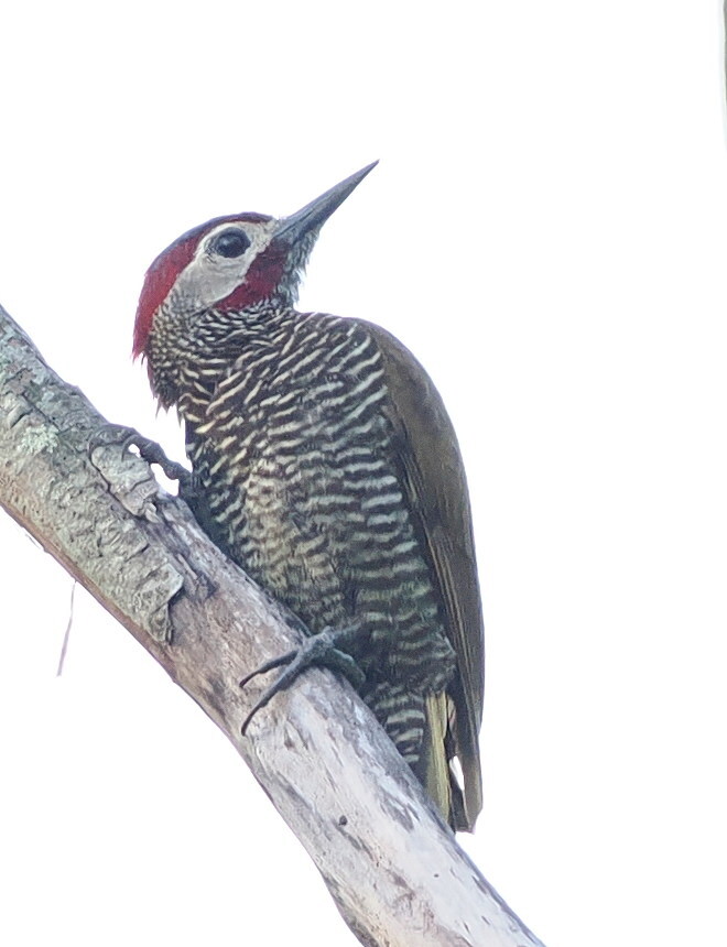 Golden-olive Woodpecker (Colaptes rubiginosus), photo 5